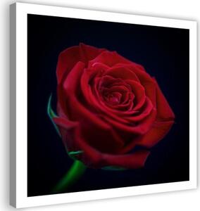 Obraz na plátně, Květ červené růže - 40x40 cm