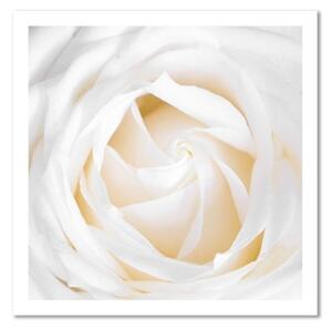 Obraz na plátně, Jemná bílá růže - 30x30 cm