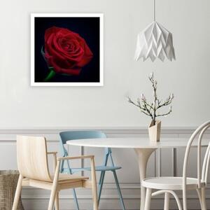 Obraz na plátně Červená růže Květina - 30x30 cm