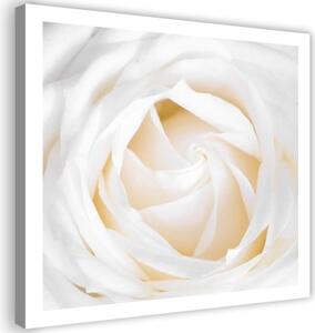 Obraz na plátně, Jemná bílá růže - 40x40 cm