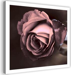 Obraz na plátně, Krásný růžový květ růže - 40x40 cm