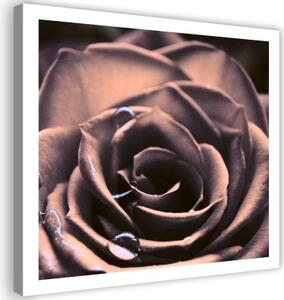 Obraz na plátně, Růže Květina Rostlina - 30x30 cm