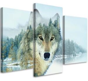 Obraz na plátně třídílný Zvířecí příroda Horský vlk - 150x100 cm