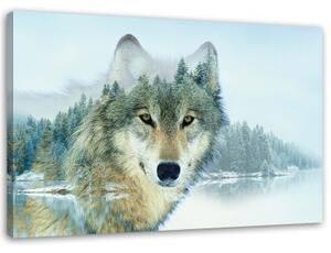 Obraz na plátně Zvířecí příroda Horský vlk - 100x70 cm