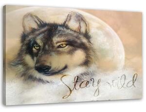 Obraz na plátně, Vlk Zvíře Příroda Béžová - 90x60 cm