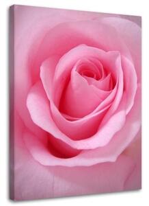 Obraz na plátně, Růžový květ rostlina - 40x60 cm