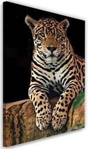Obraz na plátně Leopardí zvířata Příroda - 40x60 cm