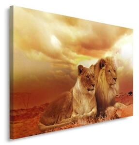 Obraz na plátně, Lvi Zvířata Afrika Brown - 120x80 cm