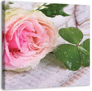Obraz na plátně, Růžová růže Květina Příroda - 40x40 cm