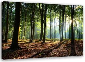 Obraz na plátně, Lesní stromy Sluneční paprsky - 120x80 cm