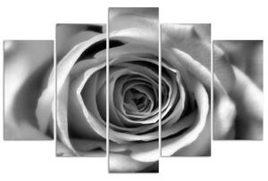 Obraz na plátně pětidílný Květ růže Černá a bílá - 100x70 cm