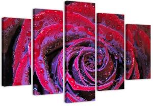 Obraz na plátně pětidílný Červený květ růže - 100x70 cm