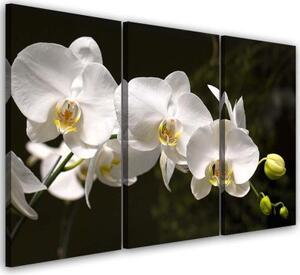 Obraz na plátně třídílný Bílá orchidej Květina - 90x60 cm