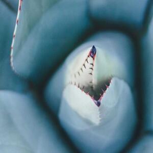 Ozdobný paraván Květy kaktusů - 180x170 cm, päťdielny, klasický paraván
