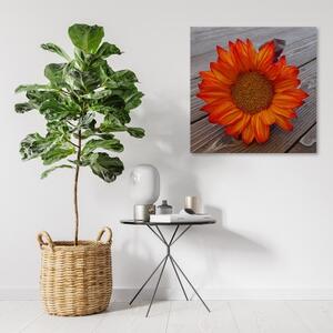 Obraz na plátně, Oranžová slunečnice - 40x40 cm