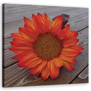 Obraz na plátně, Oranžová slunečnice - 40x40 cm