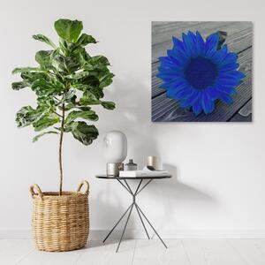 Obraz na plátně, Modrá slunečnice - 30x30 cm