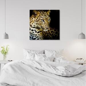 Obraz na plátně, Majestic Leopard - 30x30 cm