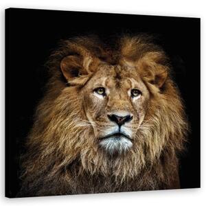 Obraz na plátně, Majestátní lev - 30x30 cm