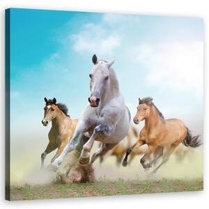 Obraz na plátně, Cválající koně - 40x40 cm