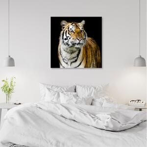 Obraz na plátně, Majestátní tygr - 30x30 cm