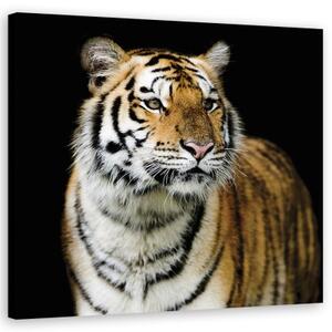 Obraz na plátně, Majestátní tygr - 30x30 cm