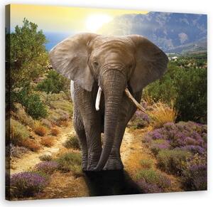 Obraz na plátně, Slon při západu slunce - 40x40 cm