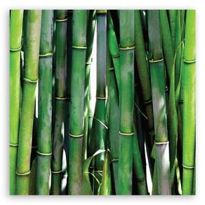 Obraz na plátně, Zelený bambus - 30x30 cm