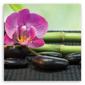 Obraz na plátně, Orchidej na černých kamenech - 30x30 cm