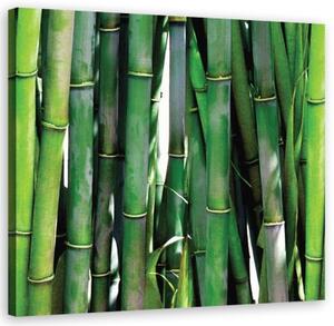Obraz na plátně, Zelený bambus - 30x30 cm