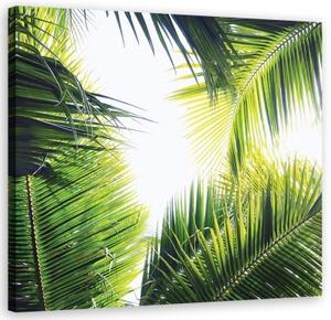 Obraz na plátně, palmové listy - 30x30 cm