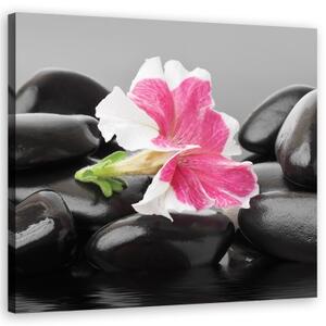 Obraz na plátně, Růžový květ na zenových kamenech - 30x30 cm