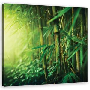 Obraz na plátně, Džungle bambus - 30x30 cm