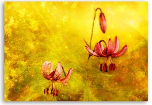 Obraz na plátně, Zaskacené tulipásy květin - 90x60 cm