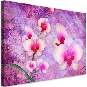 Obraz na plátně, Abstrakce orchidejí - 100x70 cm