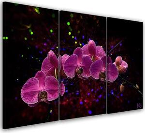 Obraz na plátně třídílný, Orchidej na temném pozadí - 60x40 cm
