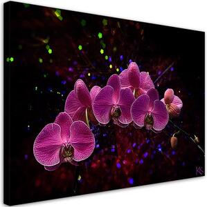 Obraz na plátně, Orchidej na temném pozadí - 100x70 cm