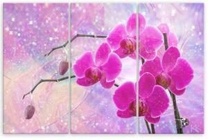 Obraz na plátně třídílný, Základní abstrakce orchidejí - 60x40 cm