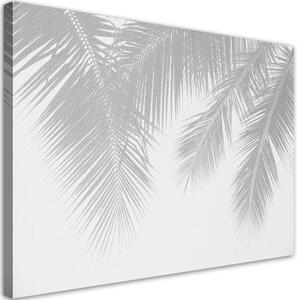 Obraz na plátně, Šedé palmové listy - 60x40 cm