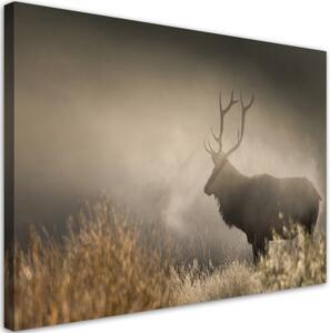 Obraz na plátně, Jeleń v přírodě mlhy - 60x40 cm