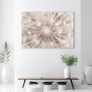 Obraz na plátně, Pampeliška květiny přírody makro - 60x40 cm