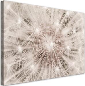 Obraz na plátně, Pampeliška květiny přírody makro - 100x70 cm