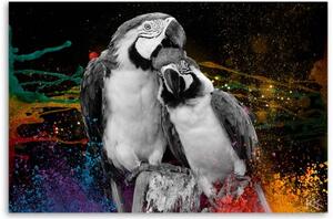 Obraz na plátně, Barevné abstrakce papoušků - 60x40 cm
