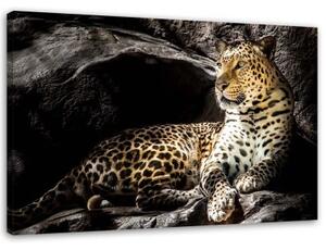 Obraz na plátně Leopardí zvířata Rock - 100x70 cm