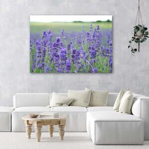 Obraz na plátně Příroda levandulového pole - 60x40 cm