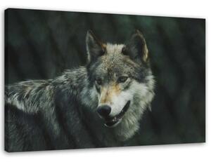 Obraz na plátně Vlk Příroda Zvířata - 60x40 cm