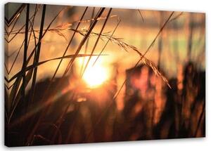 Obraz na plátně Tráva Západ slunce Příroda - 90x60 cm