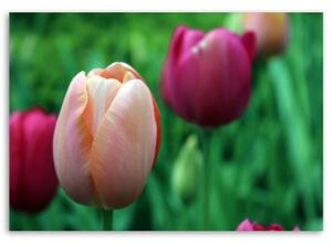 Obraz na plátně Tulipán růžový květ - 60x40 cm