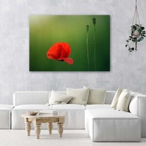 Obraz na plátně Červené máky Příroda - 60x40 cm