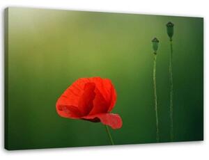 Obraz na plátně Červené máky Příroda - 120x80 cm